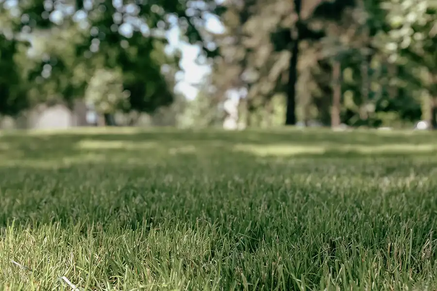H&L Premium Landscaping's Other Services