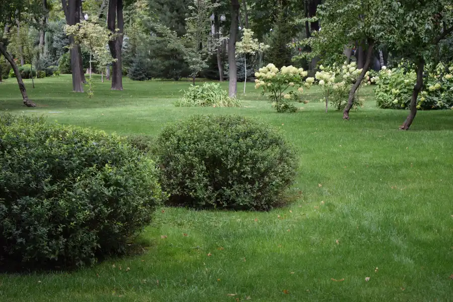 Tips for Creating a Low-Maintenance Backyard Landscape in Westmont, IL Tips for Creating a Low-Maintenance Backyard Landscape in Westmont, IL